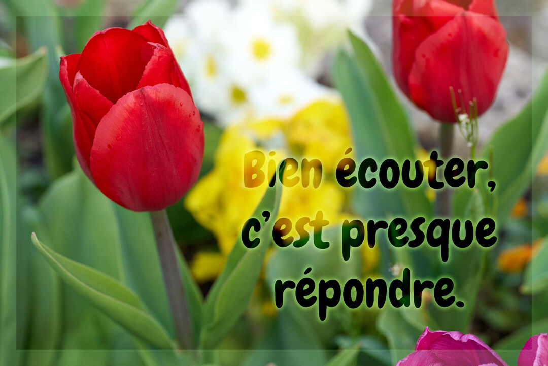 Gros plan sur deux tulipes rouges et leurs feuilles vertes, avec un parterre de fleurs flou en arrière-plan et un texte de citation superposé.