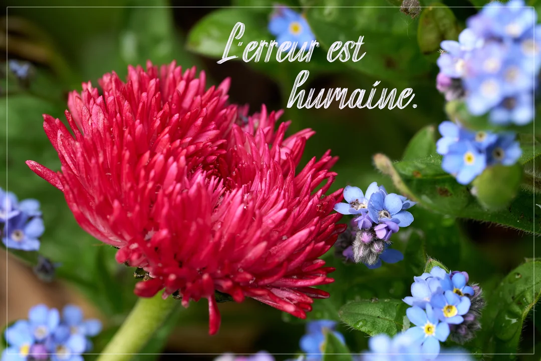 Gros plan sur une fleur de pâquerette pomponnette rose vif et des myosotis bleus, avec le texte manuscrit 'L'erreur est humaine'.
