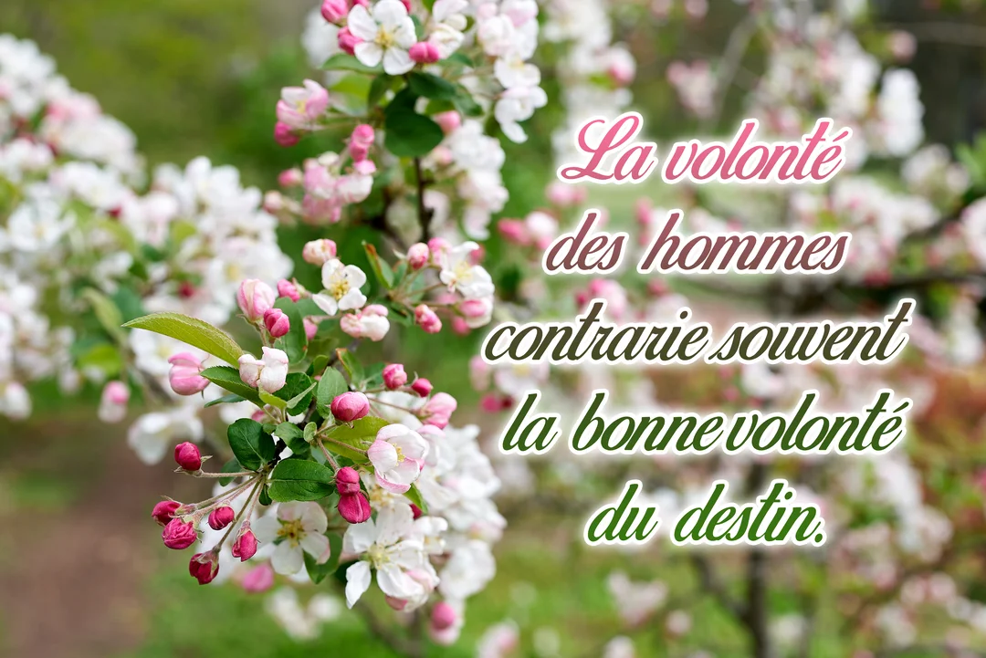Une photo en gros plan de fleurs de pommier roses et blanches, sur laquelle est superposée une citation philosophique sur la volonté et le destin.