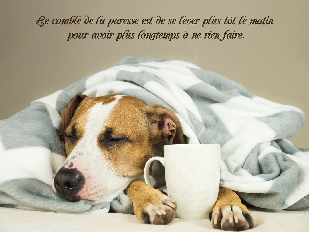 Un chien marron et blanc dort sous une couverture grise, ses pattes posées de chaque côté d'une tasse blanche sur un fond uni.