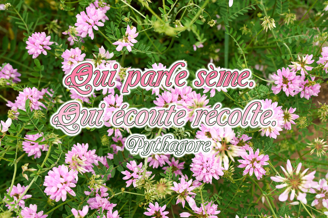 Une citation de Pythagore est superposée sur une photographie d'un champ luxuriant de fleurs sauvages roses avec leurs feuilles vertes.