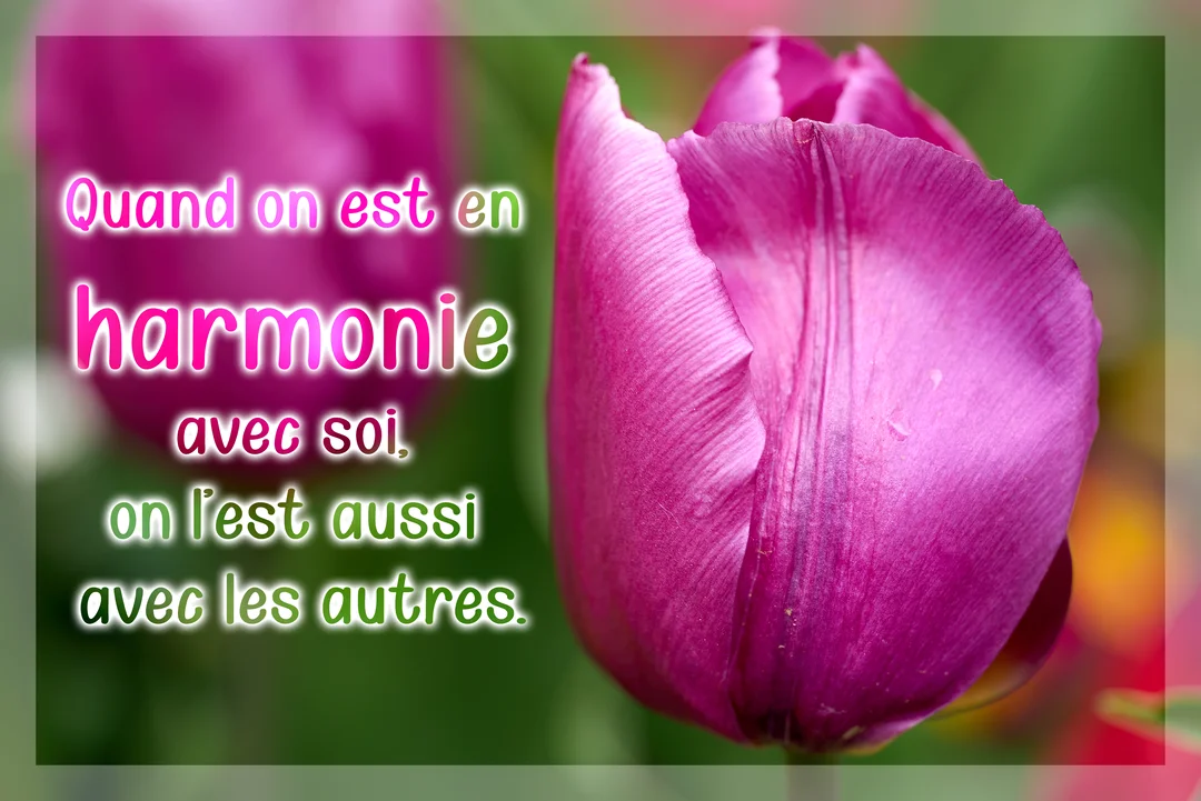 Gros plan sur une tulipe rose et violette sur un fond vert flou, avec une citation sur l'harmonie écrite sur le côté gauche.