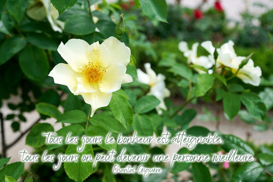Photographie en gros plan d'une rose de couleur crème épanouie, entourée de son feuillage vert, avec une citation philosophique sur le bonheur.