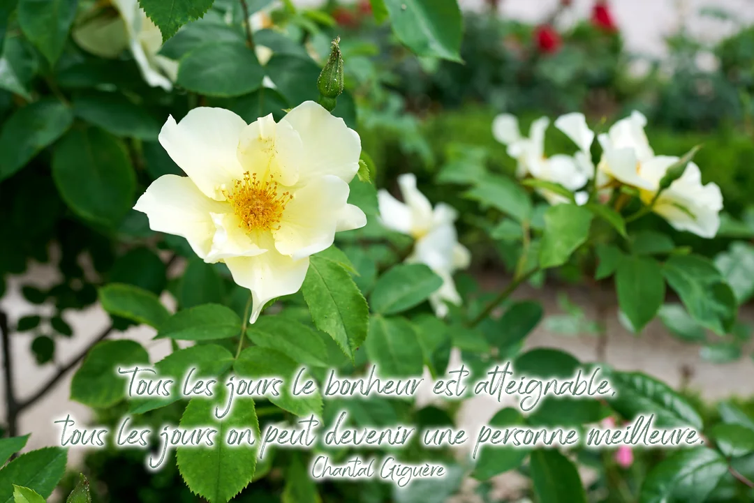 Photographie en gros plan d'une rose de couleur crème épanouie, entourée de son feuillage vert, avec une citation philosophique sur le bonheur.