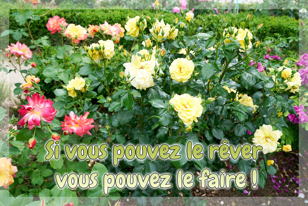 Une photographie d'un parterre de rosiers fleuris, avec des roses jaunes et roses, sur laquelle est inscrite une citation de motivation.