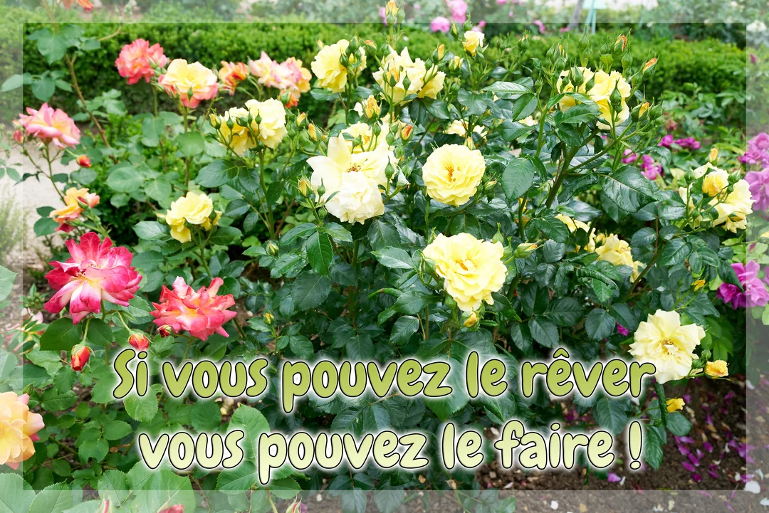 Une photographie d'un parterre de rosiers fleuris, avec des roses jaunes et roses, sur laquelle est inscrite une citation de motivation.