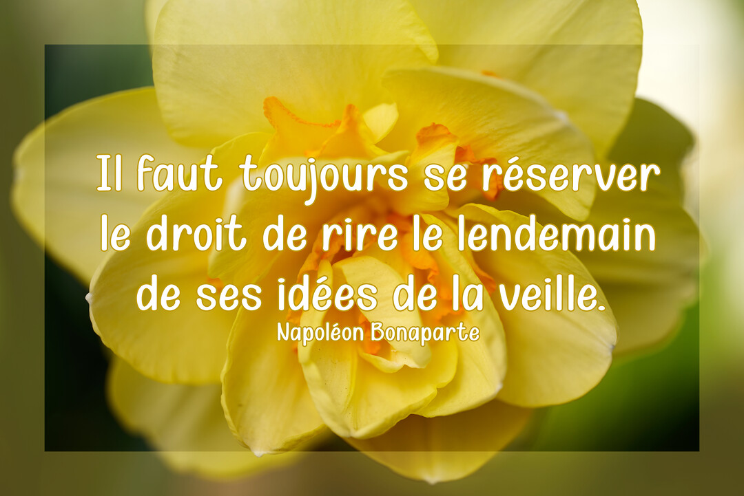 Une citation de Napoléon Bonaparte est superposée en gros plan sur une magnifique fleur de narcisse jaune aux pétales lumineux et au cœur orangé.