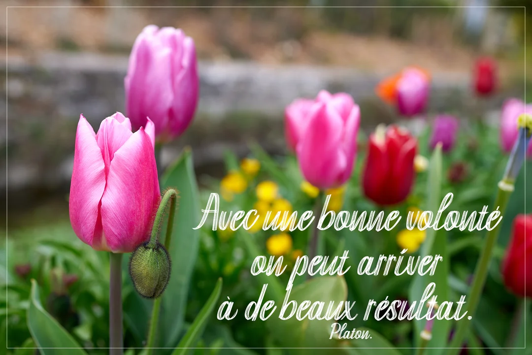 Photographie de tulipes roses en pleine floraison dans un jardin, avec une citation sur la volonté superposée en écriture manuscrite blanche.