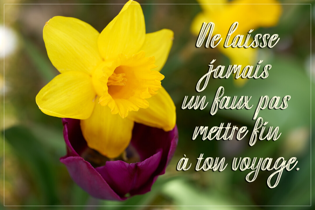 Un gros plan sur une jonquille jaune vif émergeant d'une tulipe violette, avec un texte manuscrit superposé sur un fond végétal flou.