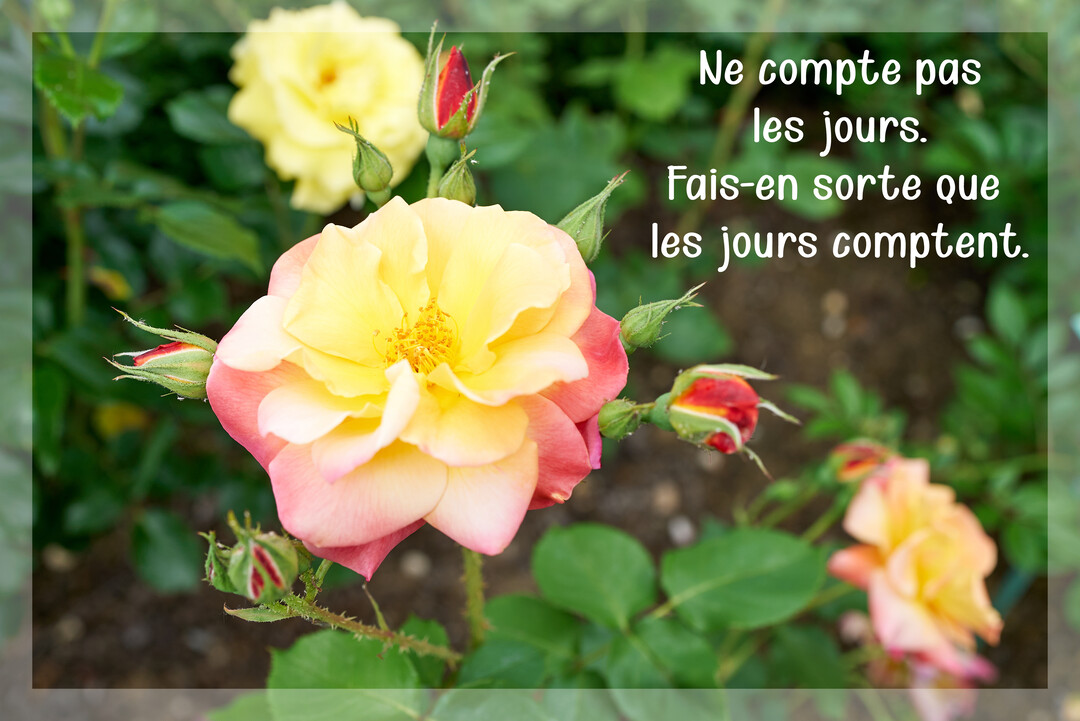Photographie d'une rose épanouie aux pétales jaunes et roses, entourée de boutons et de feuillage vert, avec un texte superposé.