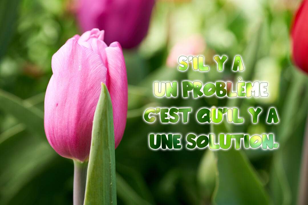 Une photographie en gros plan d'une tulipe rose vif, avec un texte de motivation superposé sur un arrière-plan flou de feuilles vertes.