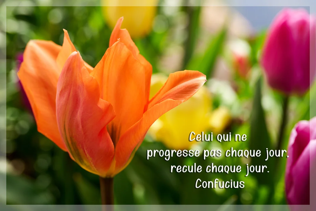 Une photographie en gros plan d'une tulipe orange aux pétales délicats, avec un parterre de tulipes colorées et floues en arrière-plan.