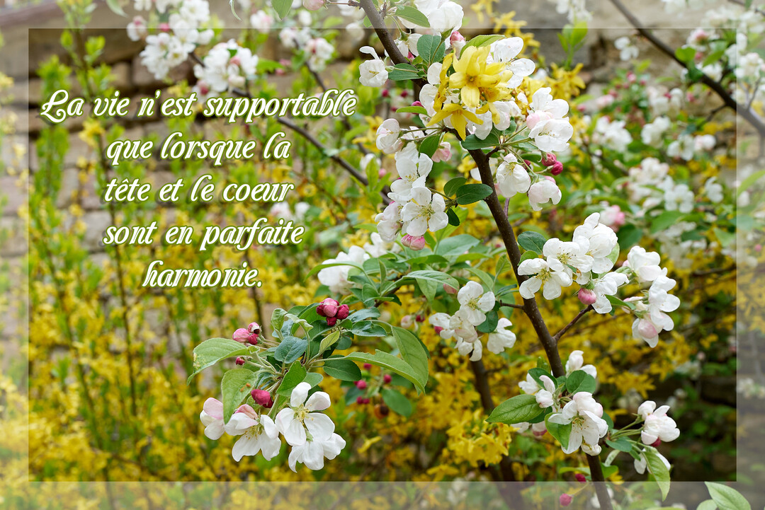 Une composition florale printanière avec des branches de pommier en fleurs blanches et roses, sur un fond de fleurs jaunes et un mur en pierre.