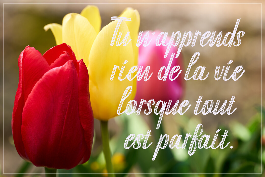 Gros plan sur des tulipes rouge et jaune, avec la citation 'Tu n'apprends rien de la vie lorsque tout est parfait' écrite dessus.