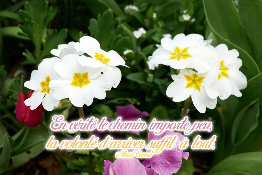 Une citation de Camus sur la volonté est superposée sur une photographie de primevères blanches et jaunes dans un parterre fleuri verdoyant.
