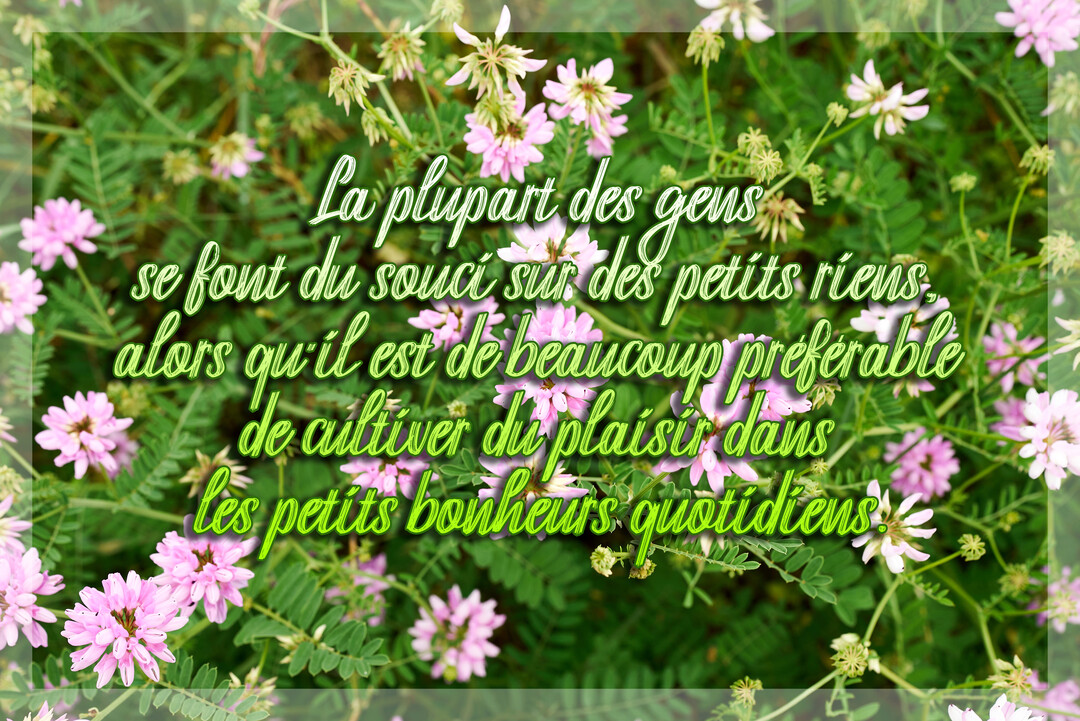 Une citation philosophique sur le bonheur est écrite en lettres cursives sur une photographie d'un champ de petites fleurs roses et de verdure.