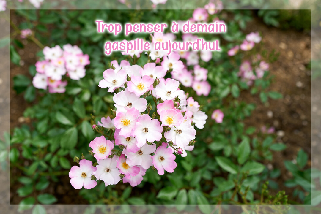 Une citation est superposée sur la photo d'un buisson de rosiers sauvages aux multiples petites fleurs blanches et roses avec un cœur jaune.