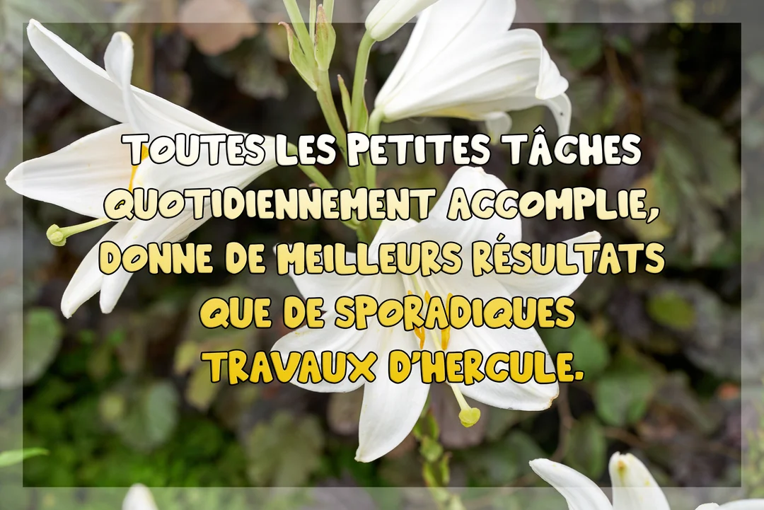 Une citation sur la persévérance est écrite en police jaune et noire sur une photographie de fleurs de lys blanc en pleine floraison.