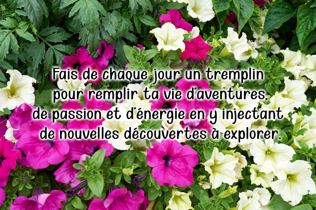 Une citation de motivation est superposée sur une photographie en gros plan d'un parterre de pétunias colorés, roses et blancs.