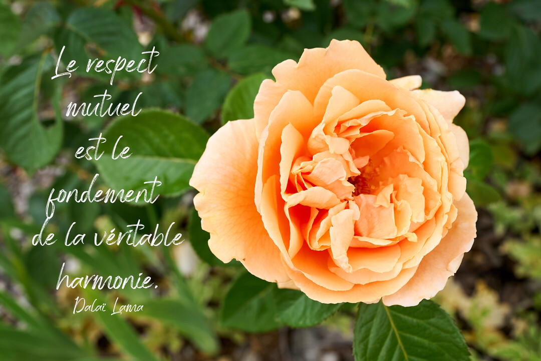 Gros plan sur une rose orange-pêche épanouie, sur fond de feuilles vertes, avec une citation sur l'harmonie écrite en blanc.