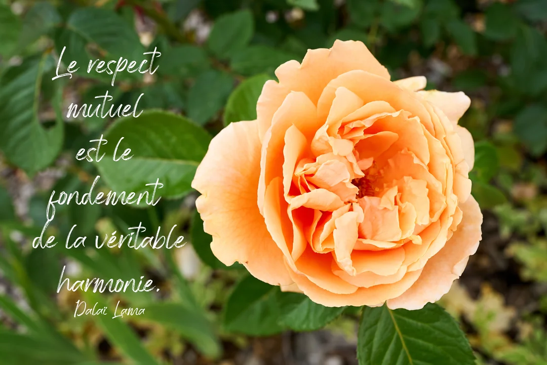 Gros plan sur une rose orange-pêche épanouie, sur fond de feuilles vertes, avec une citation sur l'harmonie écrite en blanc.