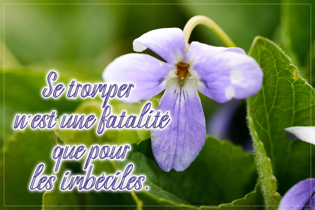 Un gros plan sur une fleur de violette mauve et blanche, sur laquelle est superposée une citation philosophique sur un fond de feuillage vert.
