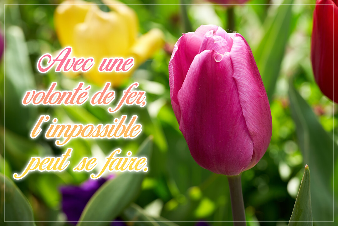 Une tulipe rose en gros plan se détache sur un arrière-plan flou de feuilles vertes et d'autres fleurs, avec un texte inspirant superposé.