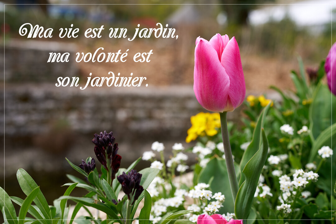 Une tulipe rose vif au premier plan d'un jardin fleuri, avec un texte de citation en calligraphie blanche superposé sur un fond flouté.
