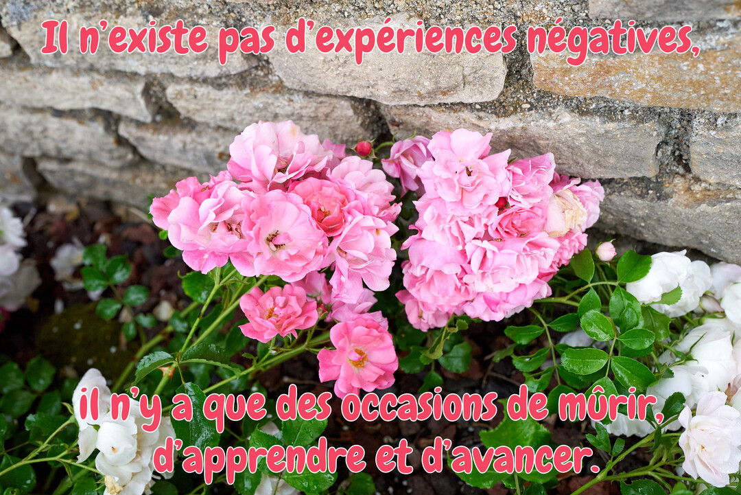 Des bouquets de rosiers roses et blancs s'épanouissent au pied d'un mur en vieilles pierres, avec une citation inspirante superposée au-dessus.