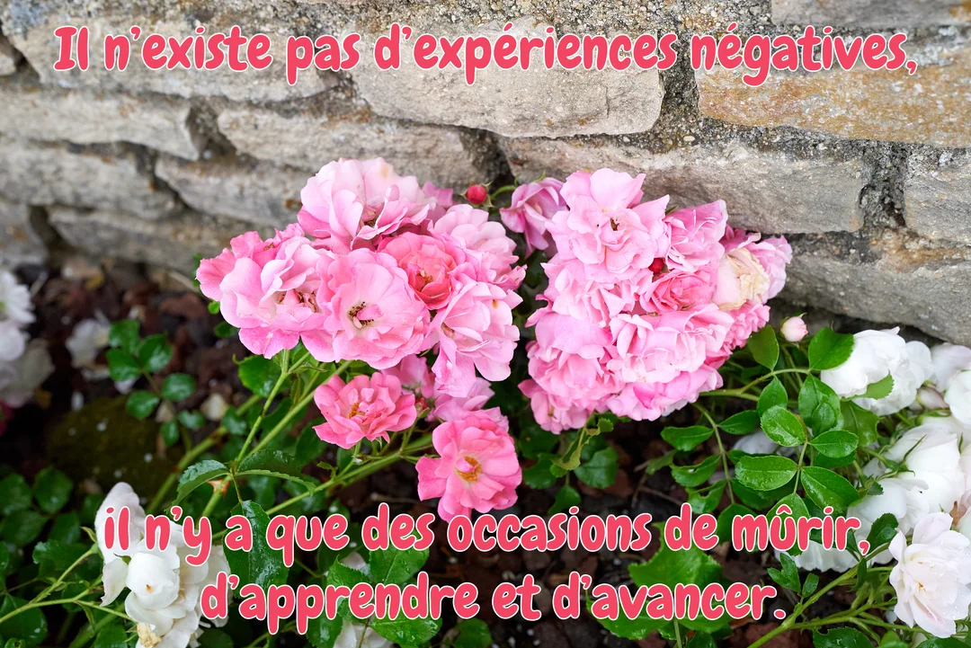 Des bouquets de rosiers roses et blancs s'épanouissent au pied d'un mur en vieilles pierres, avec une citation inspirante superposée au-dessus.