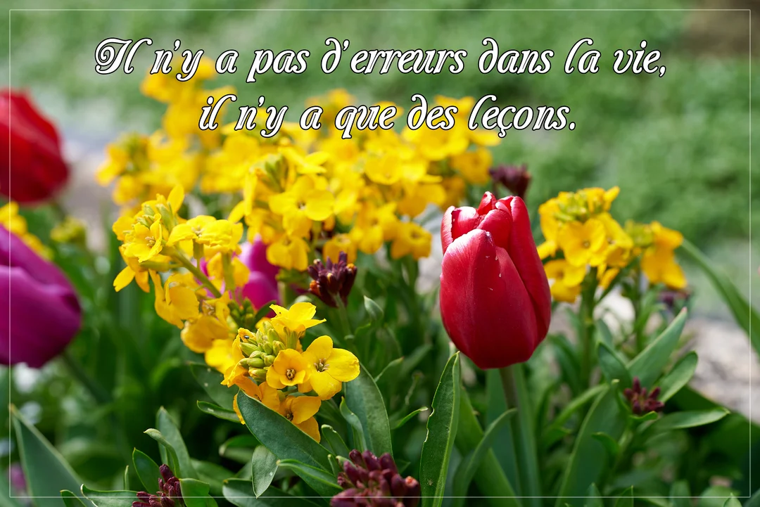 Une composition florale printanière avec des tulipes rouges et des giroflées jaunes, sur laquelle est superposée une citation inspirante sur la vie.