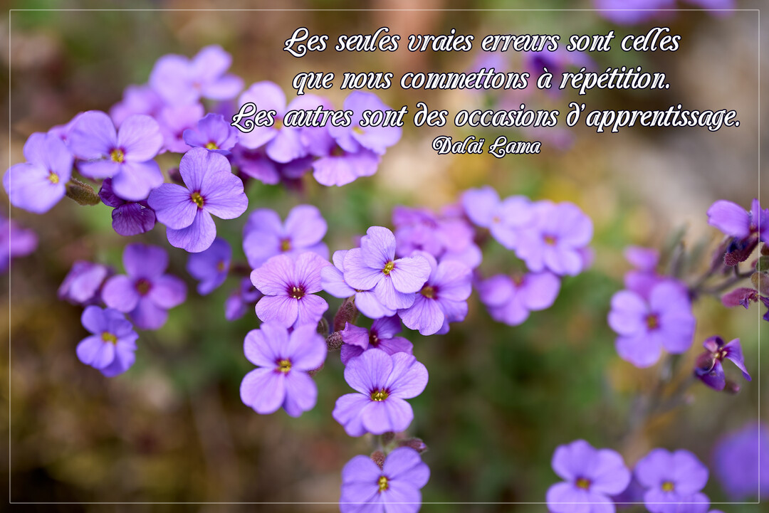 Gros plan sur de nombreuses petites fleurs violettes à quatre pétales, avec une citation du Dalaï Lama superposée sur le côté droit.
