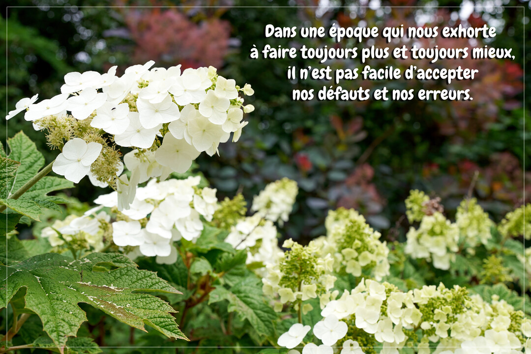 Une photographie en gros plan de fleurs d'hortensia blanc crémeux sur un fond flou de feuillage vert et pourpre dans un jardin.