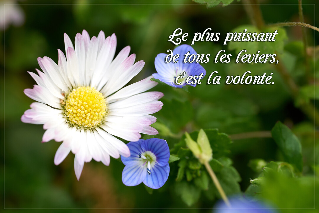 Gros plan sur une fleur de marguerite blanche aux pointes roses et des véroniques bleues, sur un fond de feuillage vert flouté.