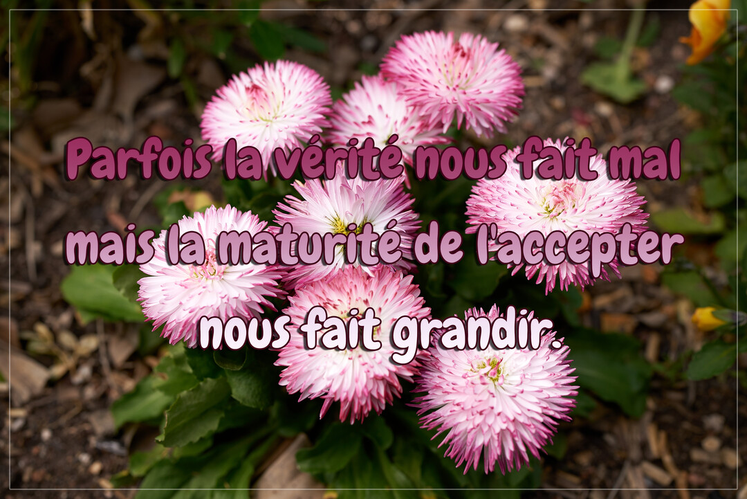 Une photographie de pâquerettes pomponnettes roses et blanches sur un sol terreux, avec un texte philosophique superposé au centre de la carte.