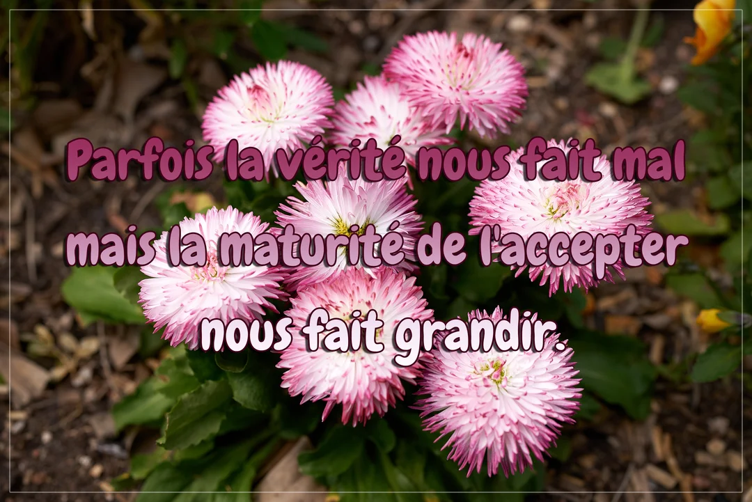 Une photographie de pâquerettes pomponnettes roses et blanches sur un sol terreux, avec un texte philosophique superposé au centre de la carte.