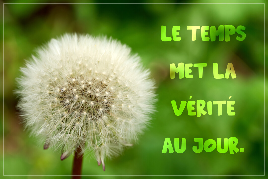 Gros plan sur une tête de pissenlit blanche et duveteuse sur la gauche, avec le texte "Le temps met la vérité au jour" sur fond vert flou.