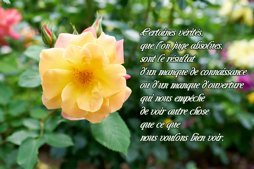 Une citation philosophique sur la vérité est superposée à une photographie en gros plan d'une rose jaune épanouie dans un jardin verdoyant.