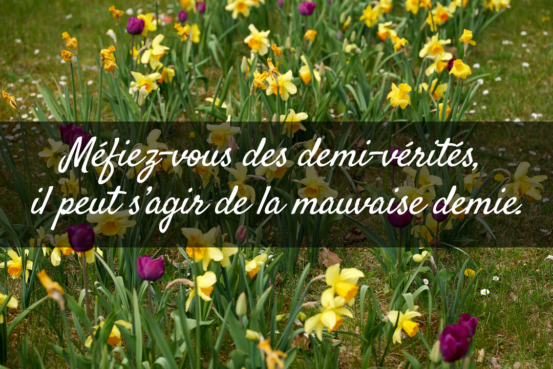 Une citation sur la vérité est superposée à une photographie d'un champ fleuri de jonquilles jaunes et de tulipes violettes au printemps.