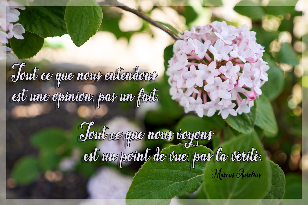 Une citation philosophique de Marc Aurèle est superposée sur une photographie d'une fleur sphérique rose et blanche, entourée de feuilles vertes luxuriantes.