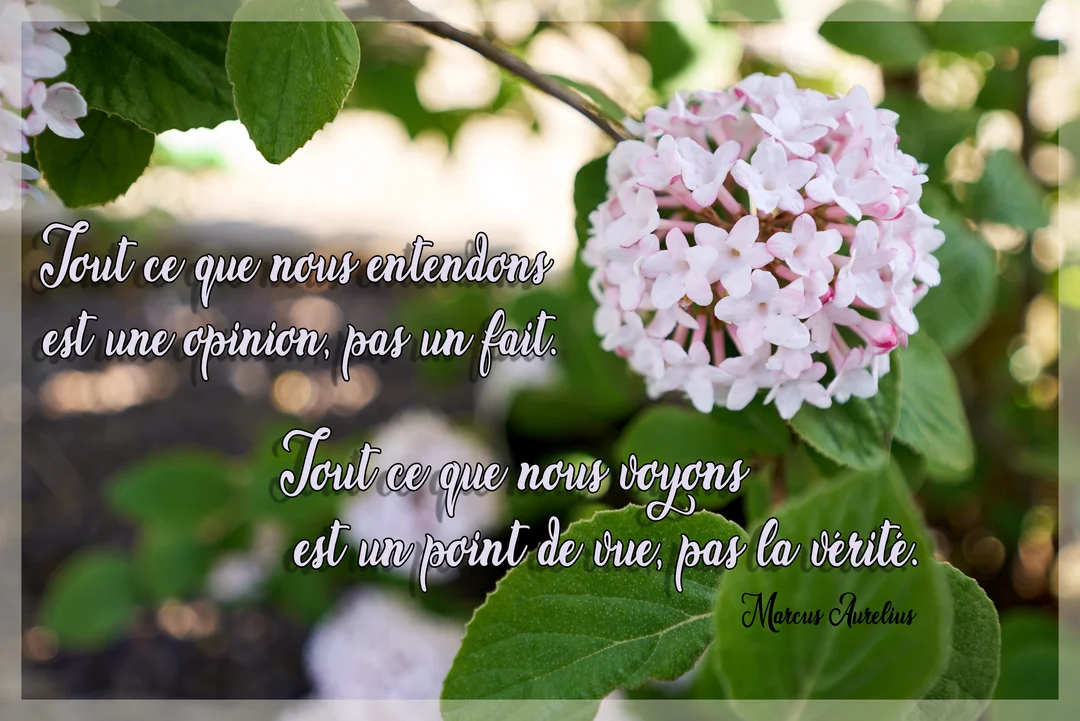 Une citation philosophique de Marc Aurèle est superposée sur une photographie d'une fleur sphérique rose et blanche, entourée de feuilles vertes luxuriantes.