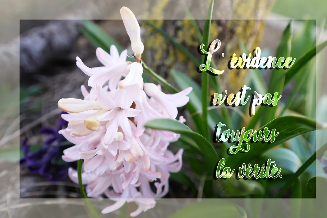 Une fleur de jacinthe rose en gros plan, avec ses feuilles vertes, sur laquelle est superposée la citation 'L'évidence n'est pas toujours la vérité'.