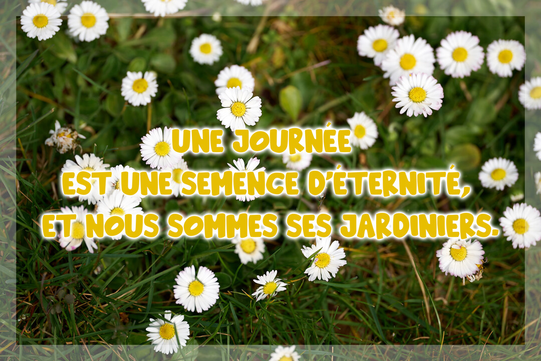 Une citation philosophique en lettres jaunes sur une photographie d'un parterre de marguerites blanches et jaunes dans une pelouse verdoyante.