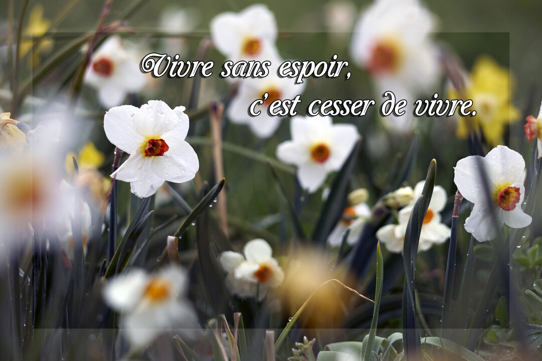 Un champ de narcisses blancs aux cœurs orangés, photographié en plan rapproché avec un effet de flou, illustrant une citation inspirante sur l'espoir.