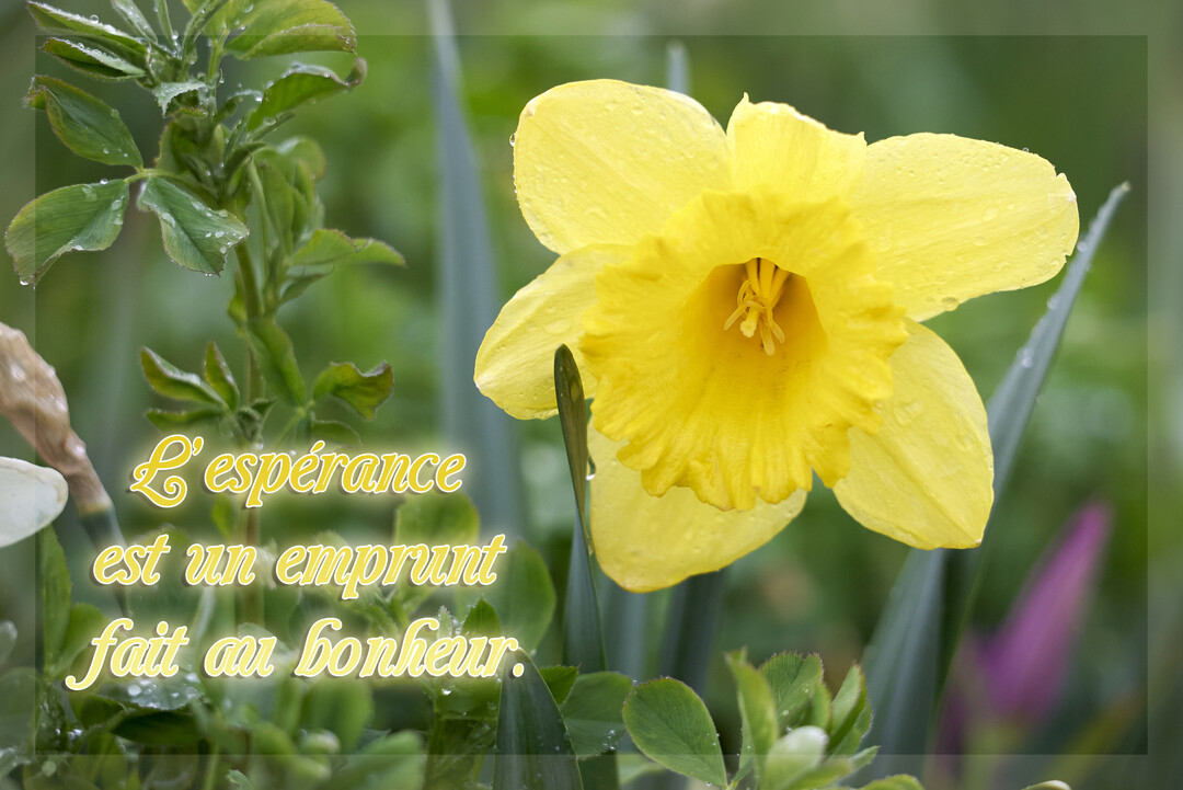 Une jonquille jaune couverte de rosée est en gros plan sur un fond de feuillage vert, avec une citation sur l'espoir.