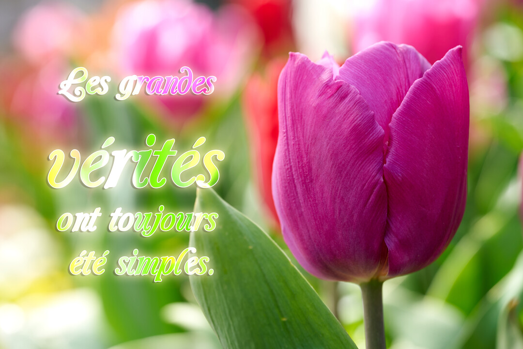 Gros plan sur une tulipe magenta aux pétales délicats, avec une citation philosophique superposée sur un parterre de fleurs colorées et lumineuses.