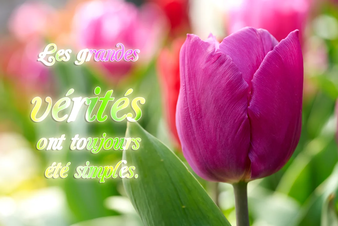Gros plan sur une tulipe magenta aux pétales délicats, avec une citation philosophique superposée sur un parterre de fleurs colorées et lumineuses.