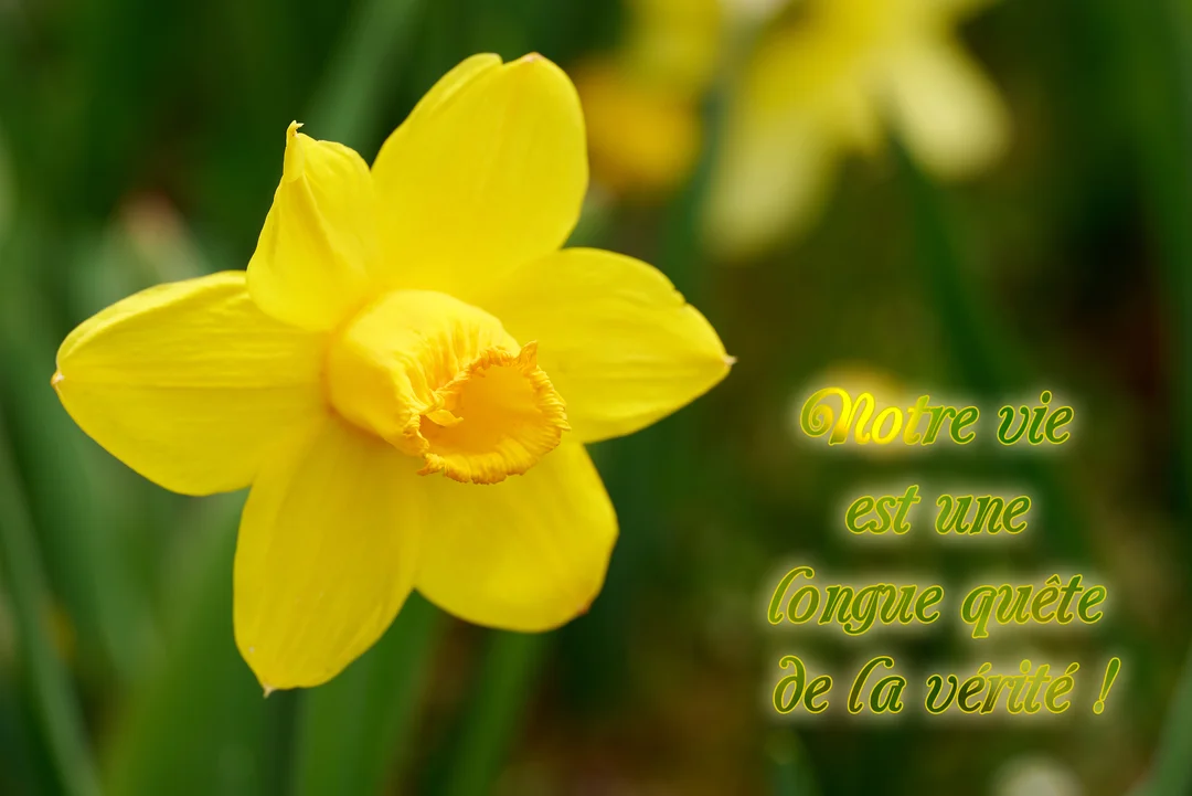 Une magnifique jonquille jaune vif en gros plan sur un fond vert flouté, accompagnée d'une citation inspirante sur la quête de la vérité.