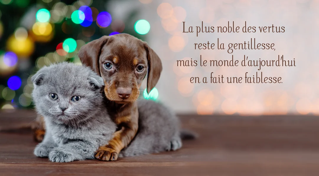 Un chiot teckel marron enlace tendrement un chaton Scottish Fold gris, tous deux regardant la caméra devant un fond lumineux et flou.