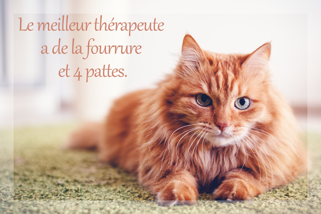 Un chat roux à poil long et aux yeux clairs est couché sur un tapis vert, regardant fixement l'objectif avec une expression calme.